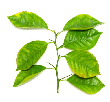 beyaz zemin üzerine yeşil yaprak şube