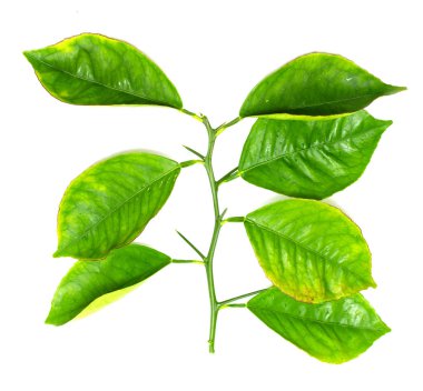 beyaz zemin üzerine yeşil yaprak şube