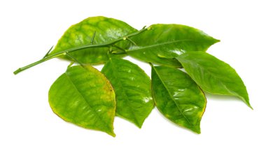 beyaz zemin üzerine yeşil yaprak şube