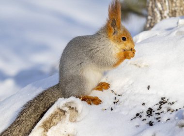 Kızıl sincap kışın orman yakın çekim.