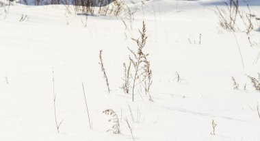 Kar altından kuru ot bush, kar kış manzara.