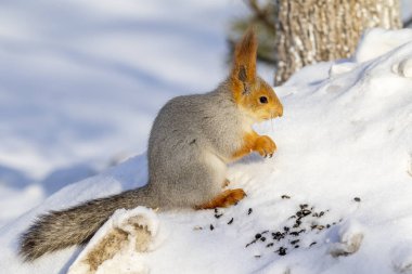 Kızıl sincap kışın orman yakın çekim.