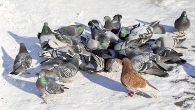 kar kış güvercin yakın çekim