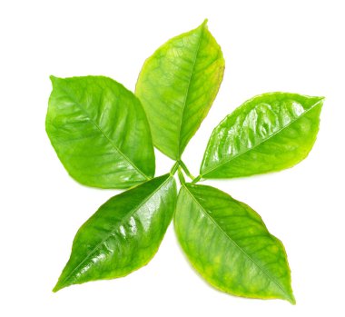 beyaz zemin üzerine yeşil yaprak şube