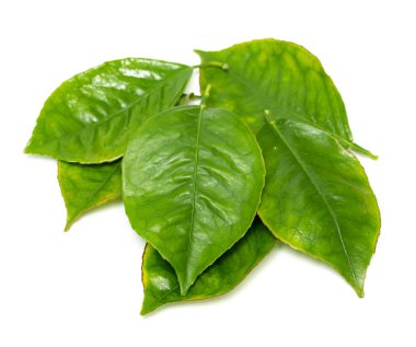 beyaz zemin üzerine yeşil yaprak şube