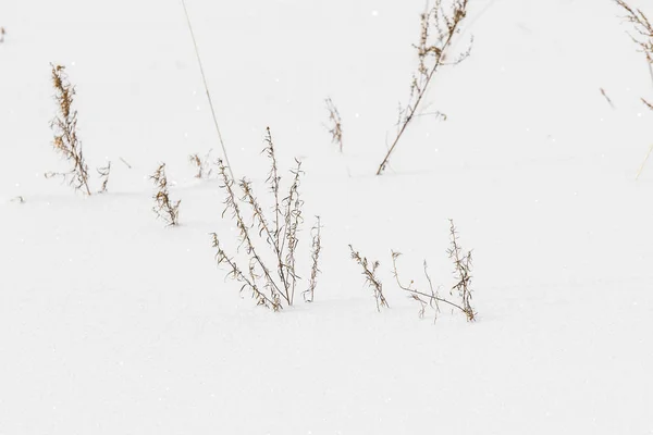 Bush Dry Grass Snow Snow Landscape Winter — Stock Photo, Image