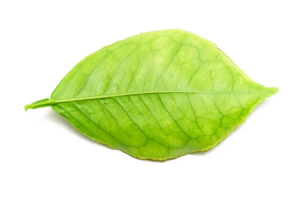 Rama Hoja Verde Sobre Fondo Blanco — Foto de Stock