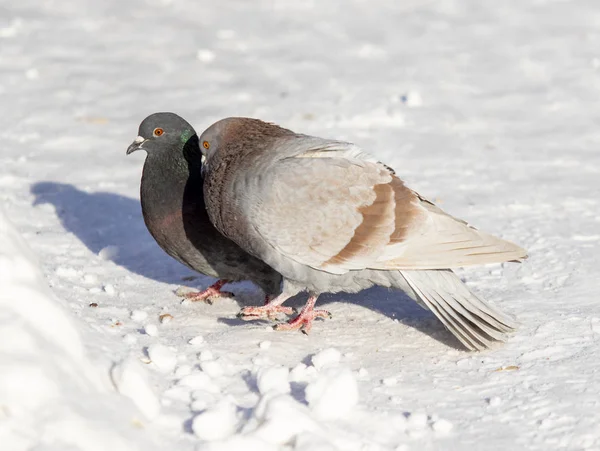 Pigeon Hiver Dans Neige Gros Plan — Photo