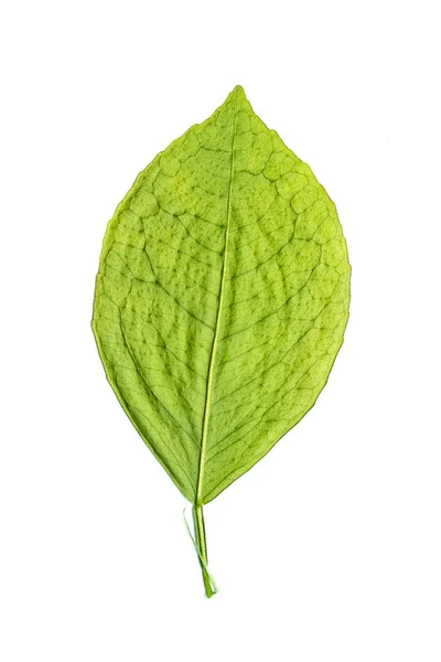 Zelené Suché Listí Bílém Pozadí Foto Ateliéru — Stock fotografie