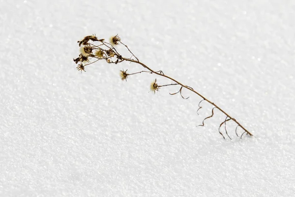 Буш Сухої Трави Під Снігом Сніжною Зимою Краєвид — стокове фото