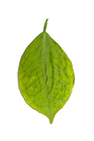 Zelené Suché Listí Bílém Pozadí Foto Ateliéru — Stock fotografie