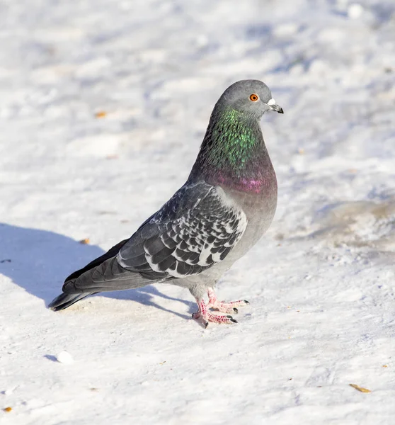 Wintertaube Schnee Aus Nächster Nähe — Stockfoto