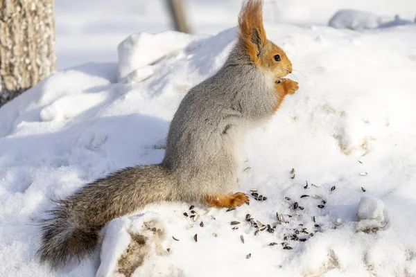 Rotes Eichhörnchen Winter Wald Aus Nächster Nähe — Stockfoto
