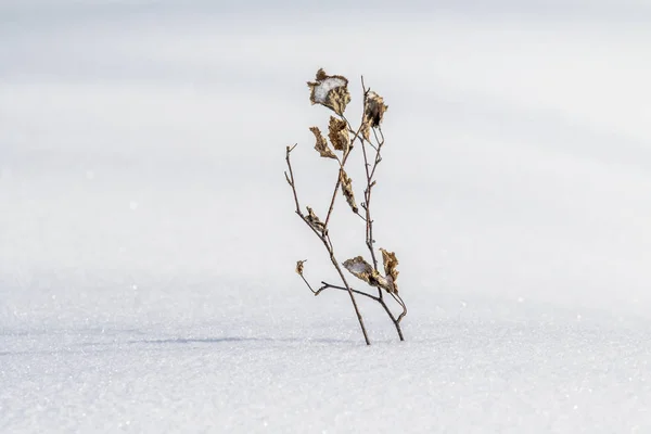 ブッシュ大統領は雪の下から乾いた草 雪の風景冬 — ストック写真