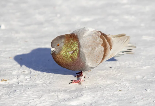 Pombo Inverno Neve Perto — Fotografia de Stock