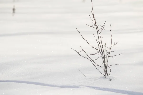 Bush Droog Gras Onder Sneeuw Sneeuw Landschap Winter — Stockfoto