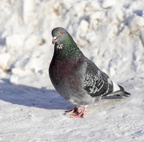 Pigeon Hiver Dans Neige Gros Plan — Photo