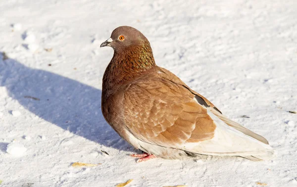 Wintertaube Schnee Aus Nächster Nähe — Stockfoto