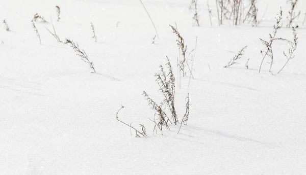 Bush Grama Seca Debaixo Neve Neve Inverno Paisagem — Fotografia de Stock