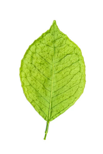 Grüne Trockene Blätter Auf Weißem Hintergrund Foto Atelier — Stockfoto