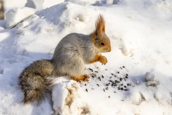 Rotes Eichhörnchen Winter Wald Aus Nächster Nähe — Stockfoto