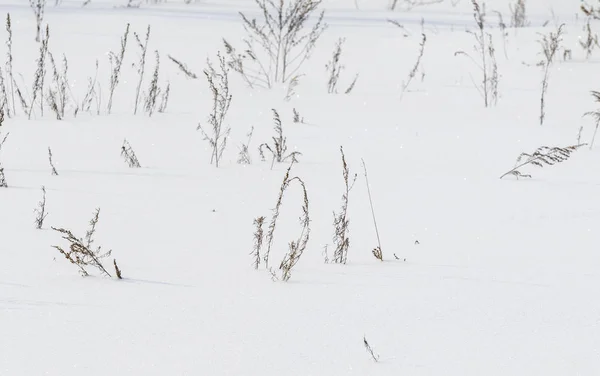 Буш Сухая Трава Снега Снежный Пейзаж Зимой — стоковое фото