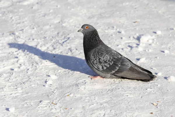 Pigeon Hiver Dans Neige Gros Plan — Photo