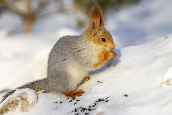 Rotes Eichhörnchen Winter Wald Aus Nächster Nähe — Stockfoto