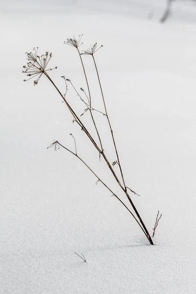 布什干草从雪 雪风景冬天 — 图库照片