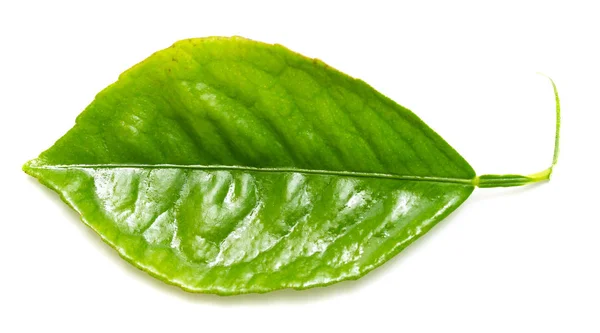 Zelená Listová Větev Bílém Pozadí — Stock fotografie