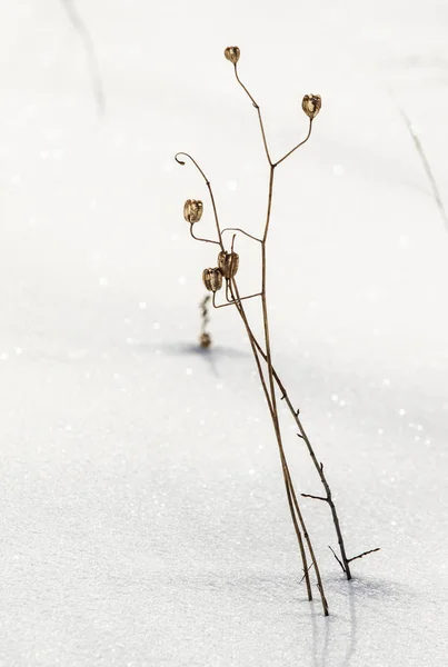 ブッシュ大統領は雪の下から乾いた草 雪の風景冬 — ストック写真