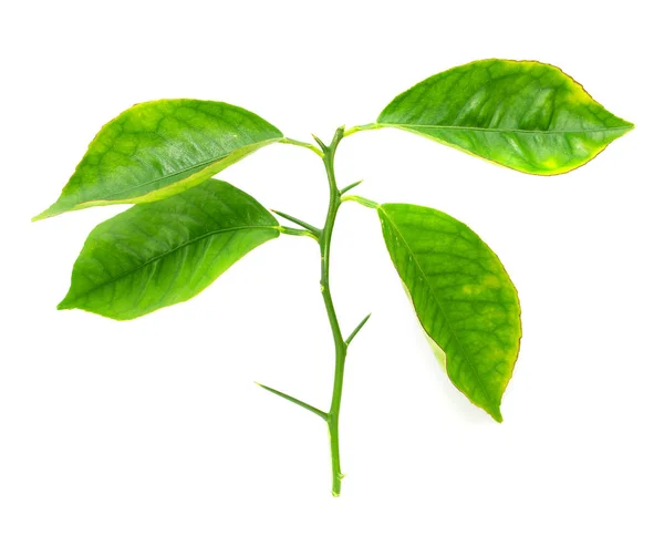 Green Leaf Branch White Background — Stock Photo, Image