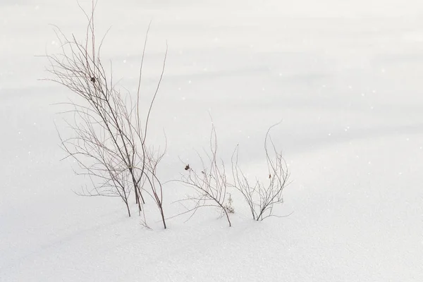 Busch Trockenes Gras Unter Dem Schnee Schneelandschaft Winter — Stockfoto