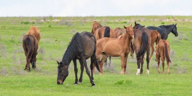 At yeşil bir çayır üzerinde yaz aylarında Otlanmış.