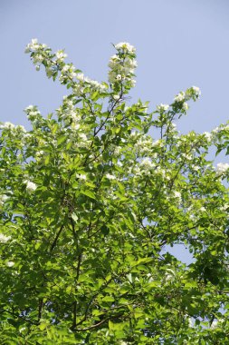 Mavi gökyüzüne karşı elma kiraz beyaz çiçekler. Doğa bahar.