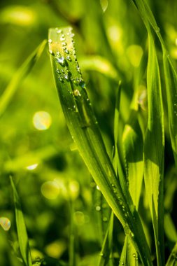 Yağmur damlaları ile yeşil çim, manzara kapatmak.