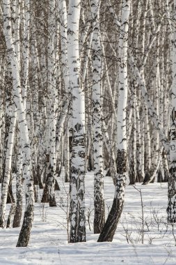 Huş ağacı orman kış manzarası.