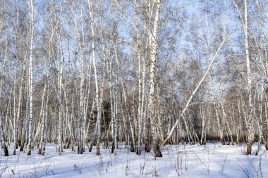 Huş ağacı orman kış manzarası.