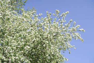 Mavi gökyüzüne karşı elma kiraz beyaz çiçekler. Doğa bahar.