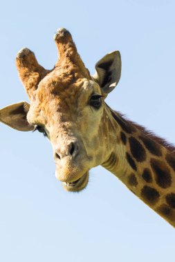 Zürafa kafa portre, gökyüzü yeşil ağaçlar.