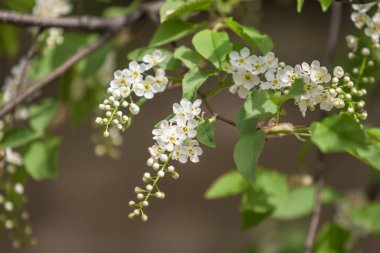 Ağacın yeşil yaprakları beyaz kiraz çiçekler.
