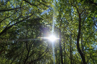 Mavi gökyüzü, bahar doğa karşı aşağıda ağaçlar görünümü yeşil yaprakları.