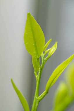 Yeşil taze yapraklar yakın.