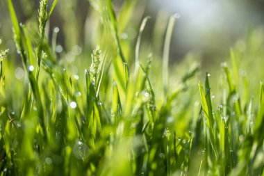 Güneşte yeşil çim, yağmur damlaları bokeh arka plan