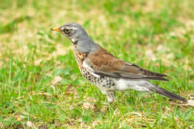 Yeşil çim içinde Song Thrush. Doğa kuşlar WESTA.