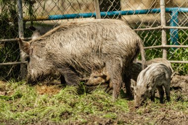 Yaban domuzu küçük çamur yakın.