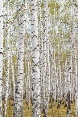 Huş ağaçları orman çim erken bahar orman alan.