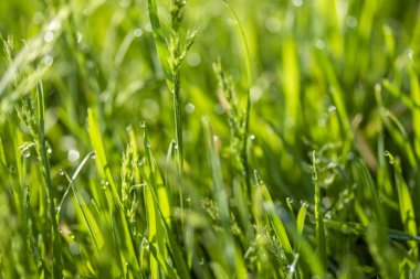 Güneşte yeşil çim, yağmur damlaları bokeh arka plan