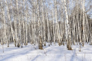 Huş ağacı orman kış manzarası.