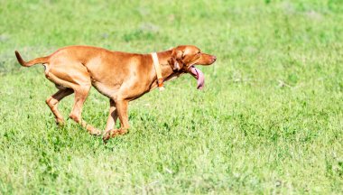 Av kırmızı köpek yeşil çim üzerinde çalışır. Yaz yeşili çayır.